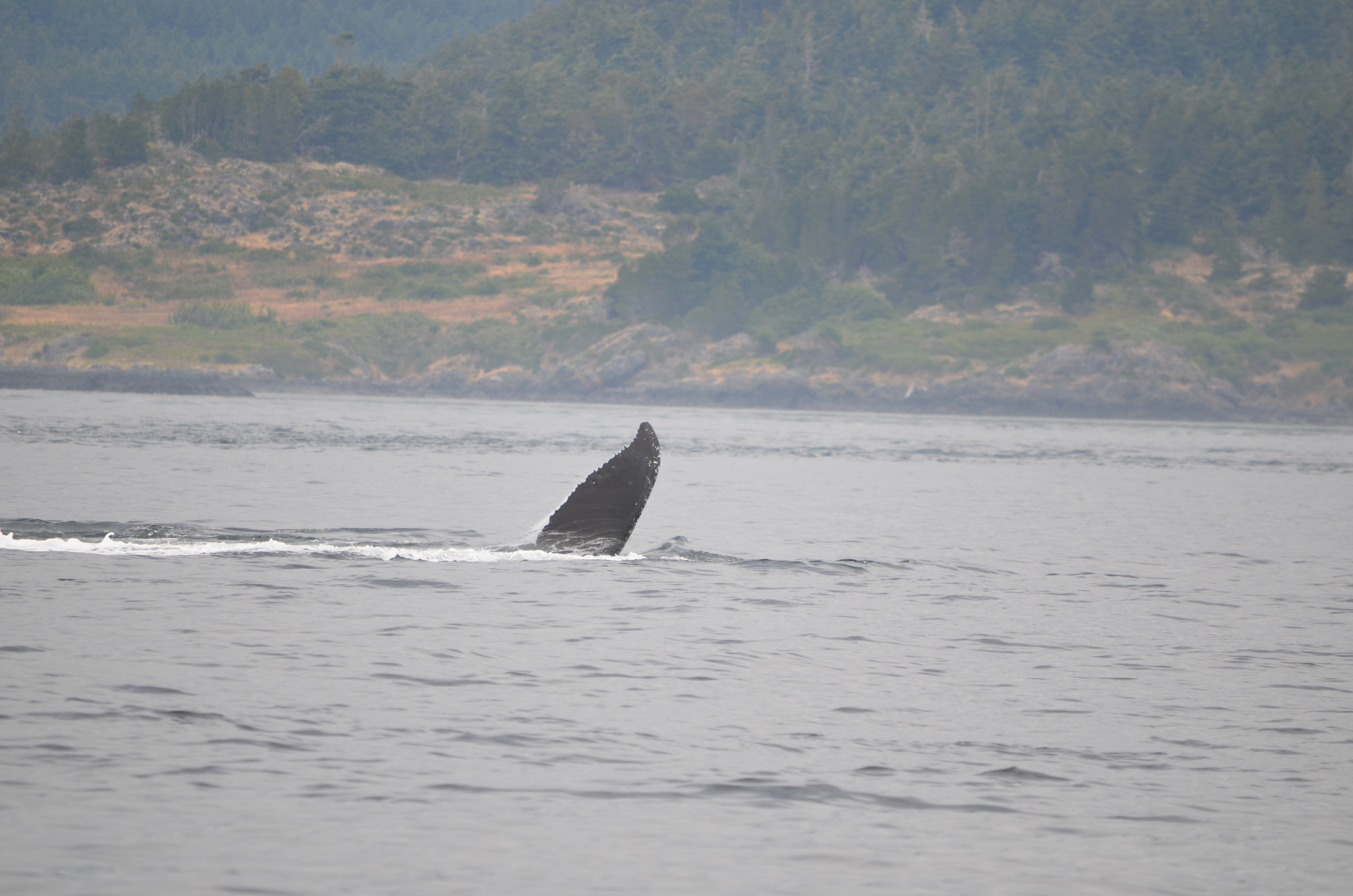 photos/wildlife/Mammal_Species/Humpback Whale/DSC_0201.JPG